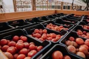 TOMATES MISIONEROS