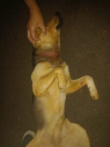 PERRO HERIDO-04