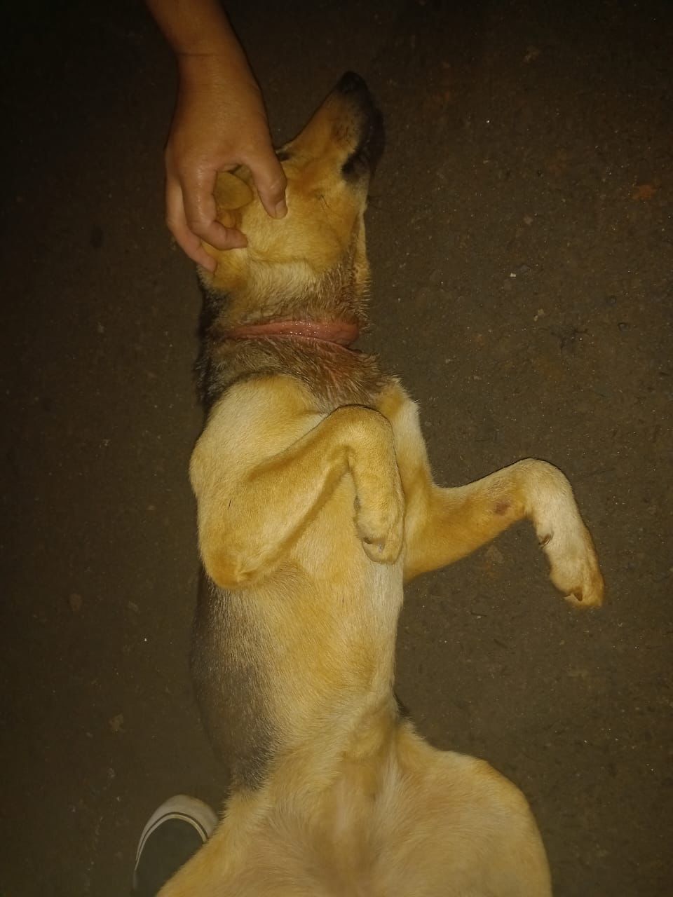 PERRO HERIDO-04