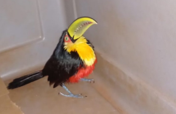 TUCAN AUXILIADO
