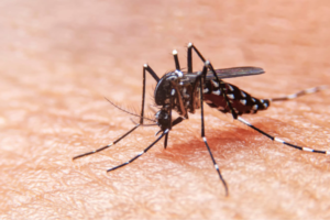 MALDITO DENGUE