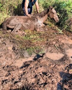 CABALLITO FLAQUITO