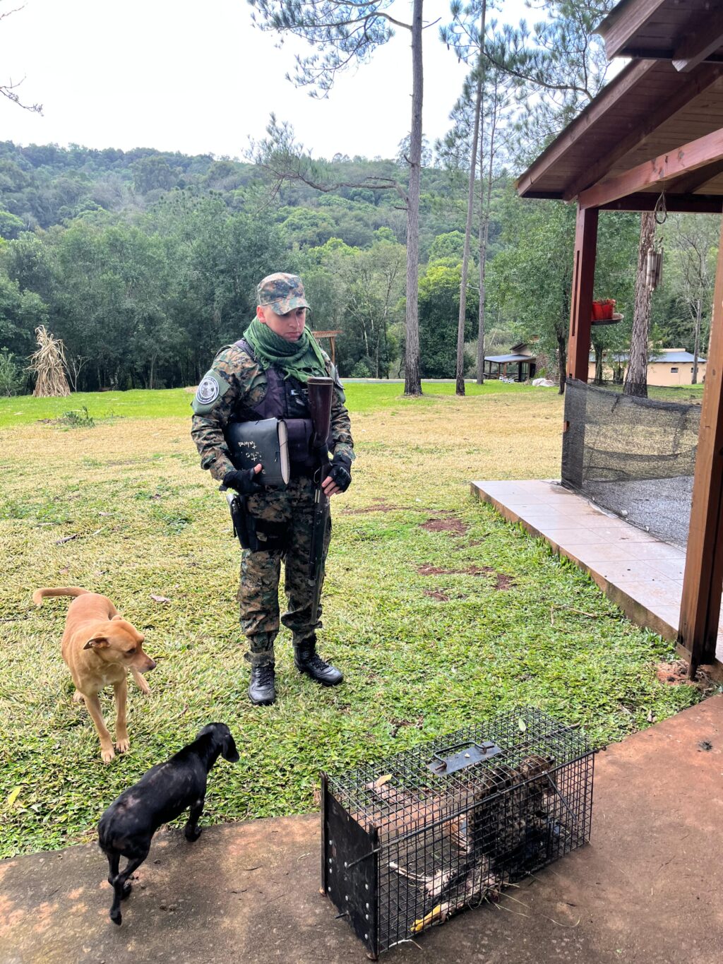 GATUNO SALVAJE