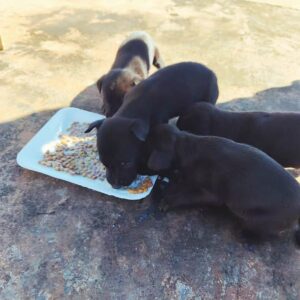 perros-rescate-2